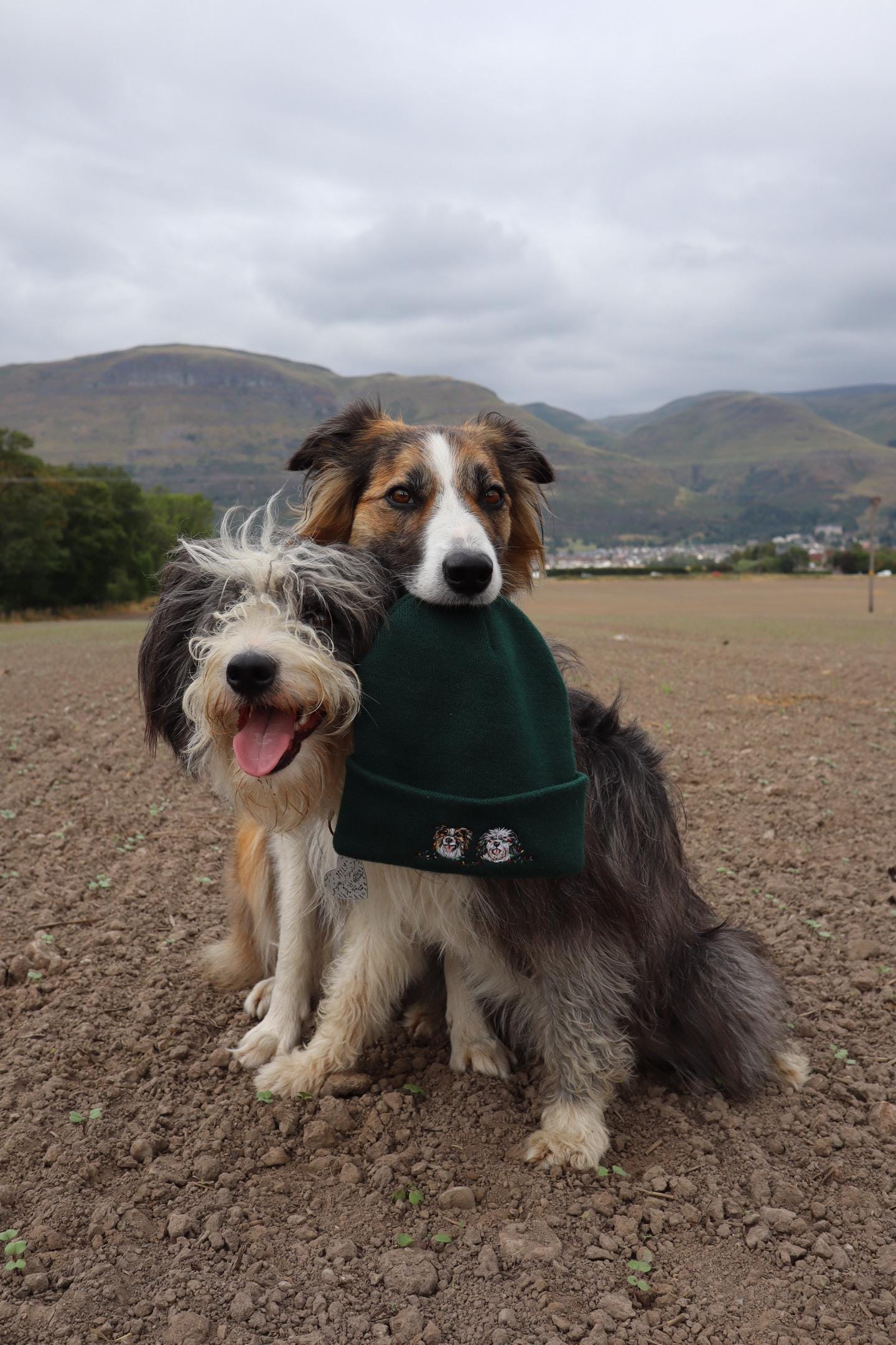'Christmas Lights' Pet Portrait Beanie
