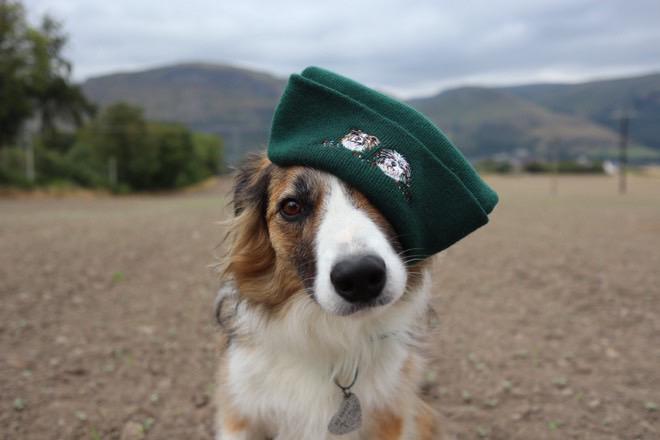 'Christmas Lights' Pet Portrait Beanie